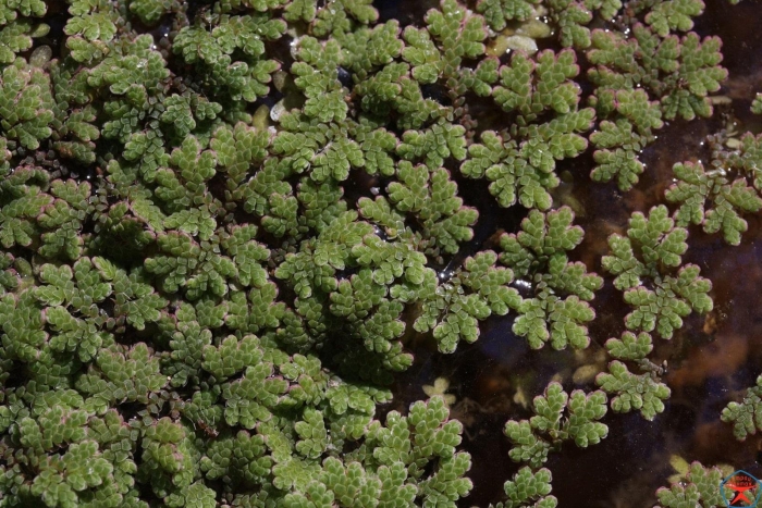 Папоротник азолла