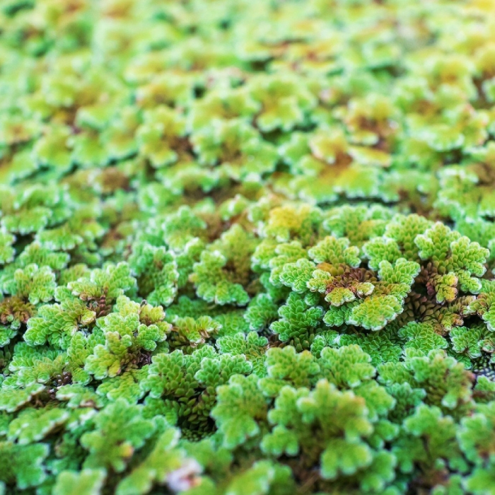 Папоротник азолла каролинская