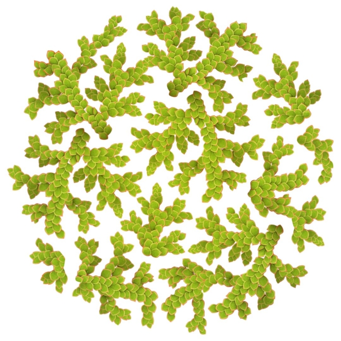 Морские кораллы