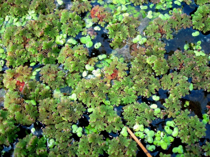 Azolla caroliniana