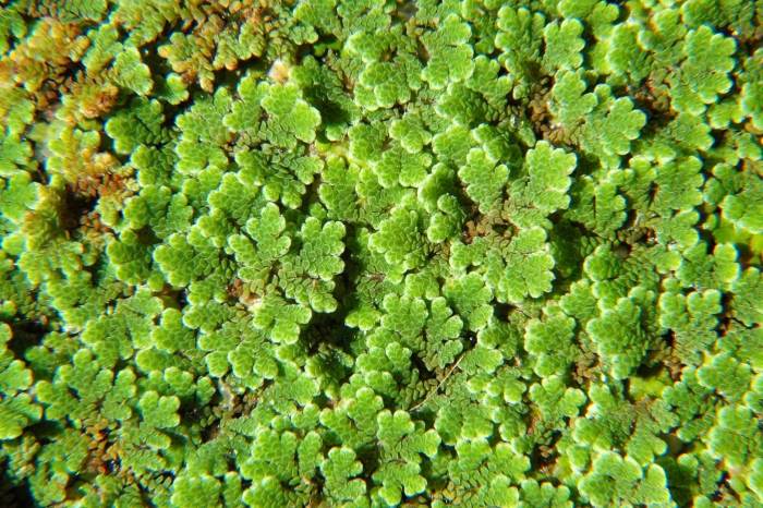 Azolla caroliniana