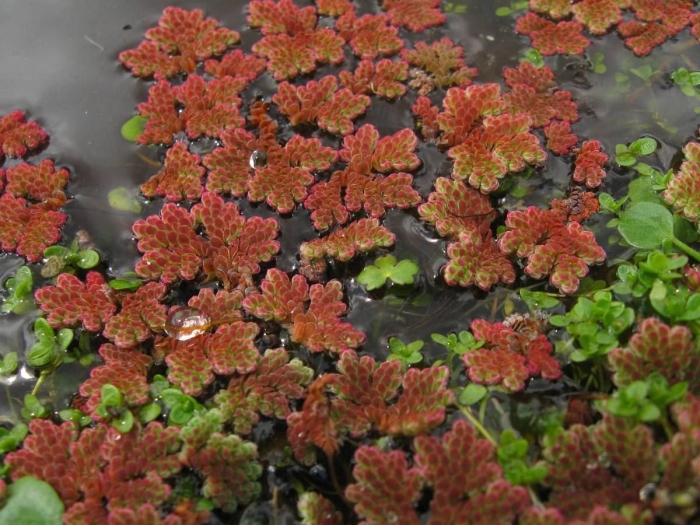 Azolla caroliniana
