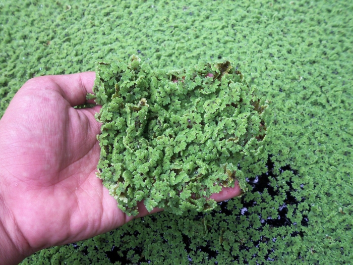 Водный папоротник азолла