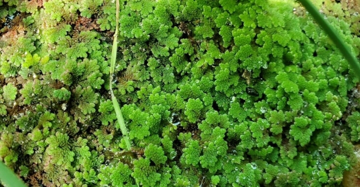 Azolla caroliniana