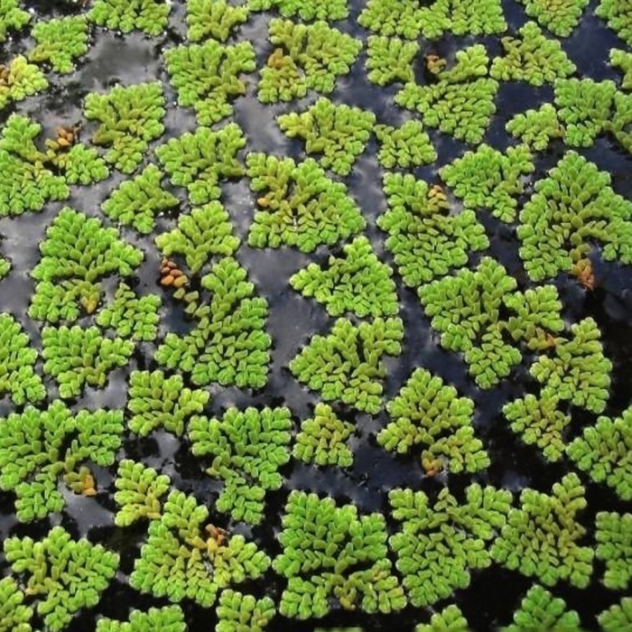 Водный папоротник азолла