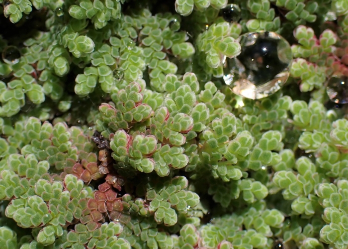 Azolla caroliniana