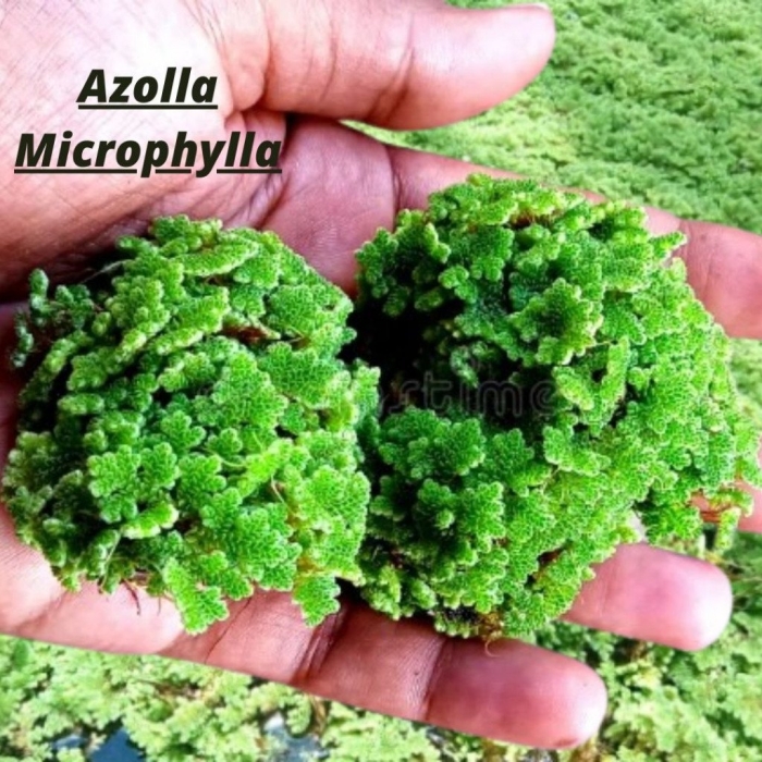 Азолла каролинская