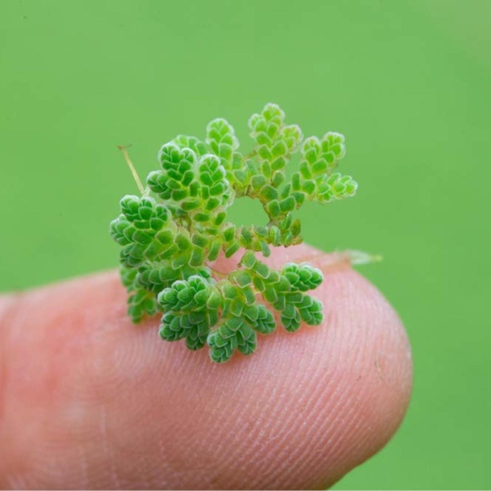 Азолла каролинская