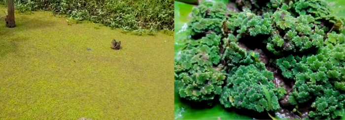 Водный папоротник азолла