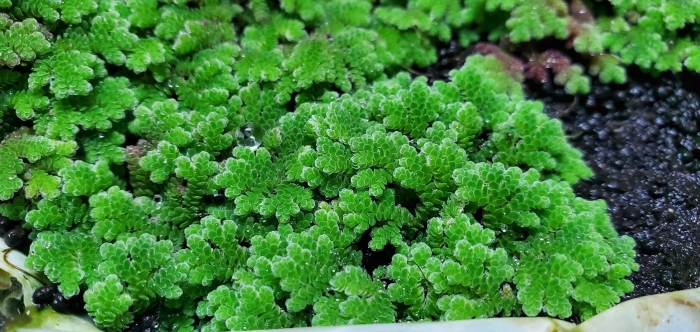 Водный папоротник азолла