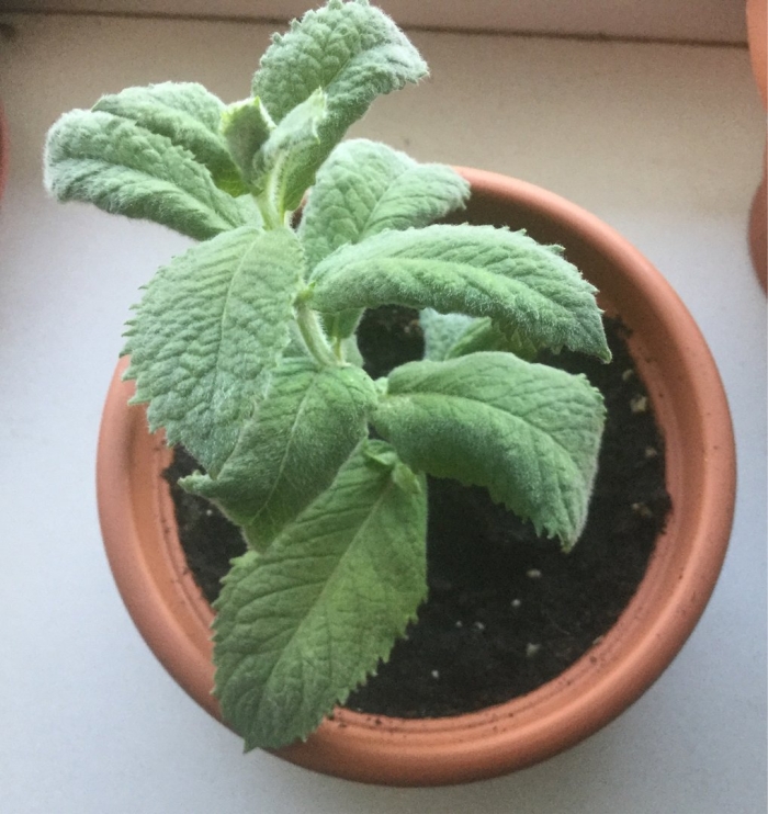 Плектрантус комнатная мята