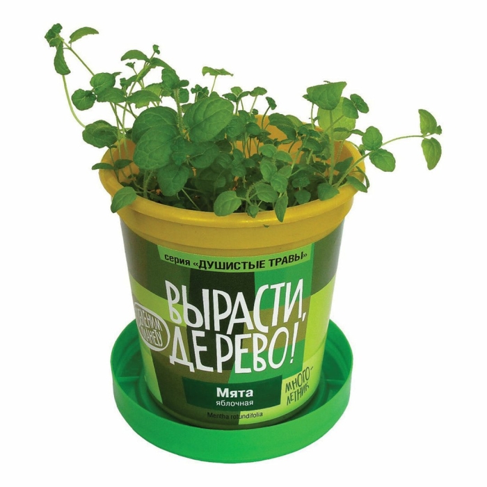 Вырасти дерево мята