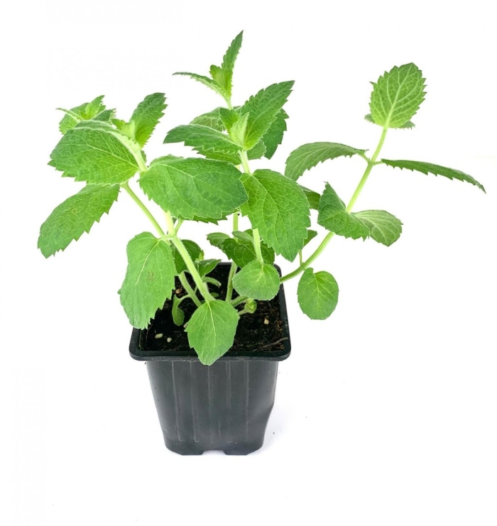 Плектрантус ароматный комнатная мята