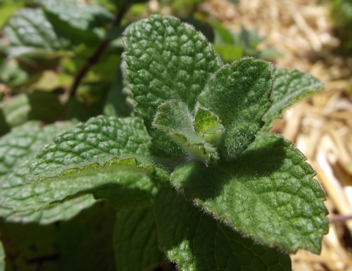 Mentha suaveolens