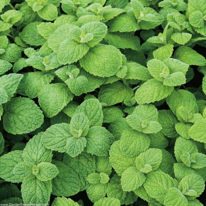 Мята bergamot mint
