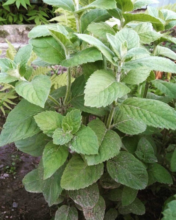 Плектрантус amboinicus