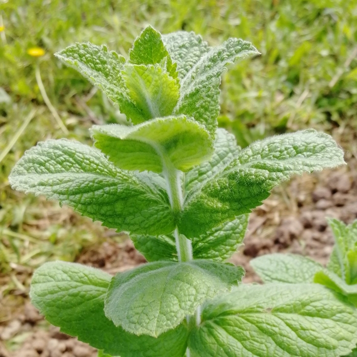 Мята 'ginger mint'