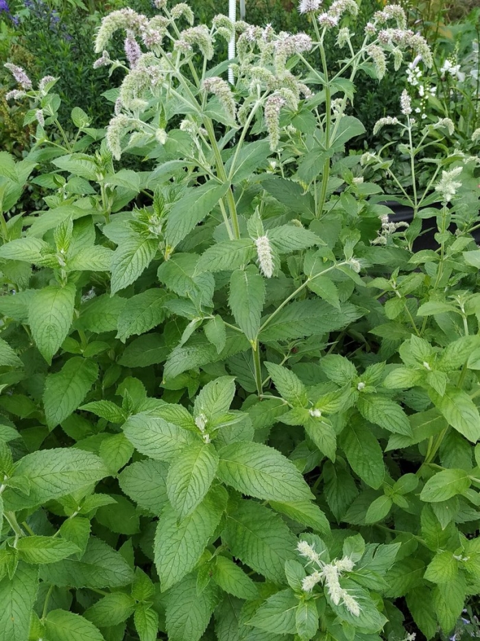 Mentha longifolia