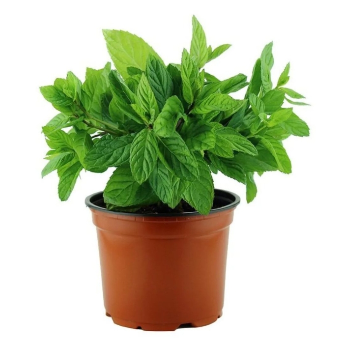 Мята мелисса рассада