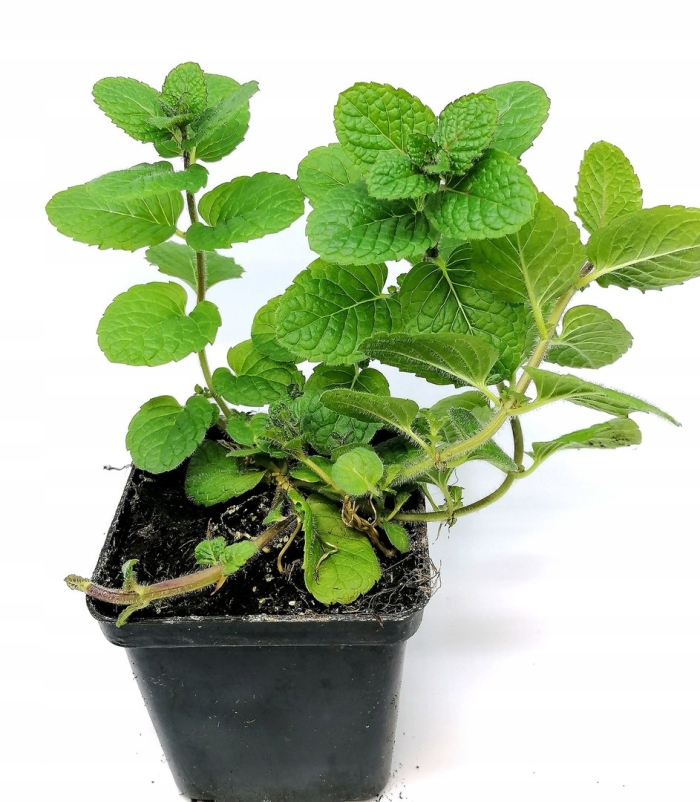 Мята колосистая 'spanish