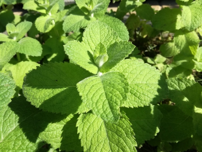 Лекарственные растения мята