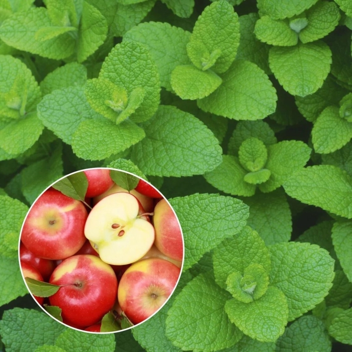 Мята круглолистная апфелминце