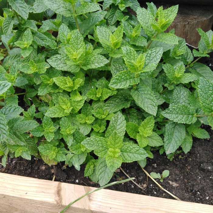 Мята сорт мохито