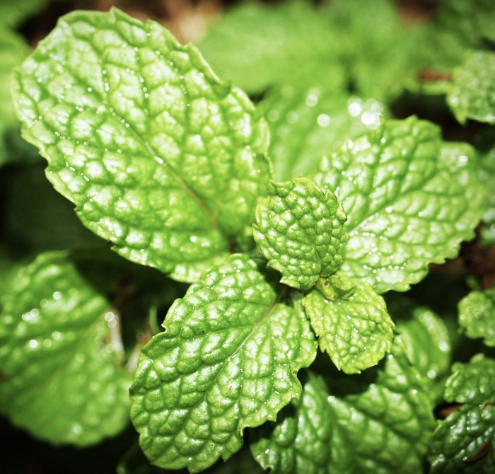Мята перечная mentha piperita