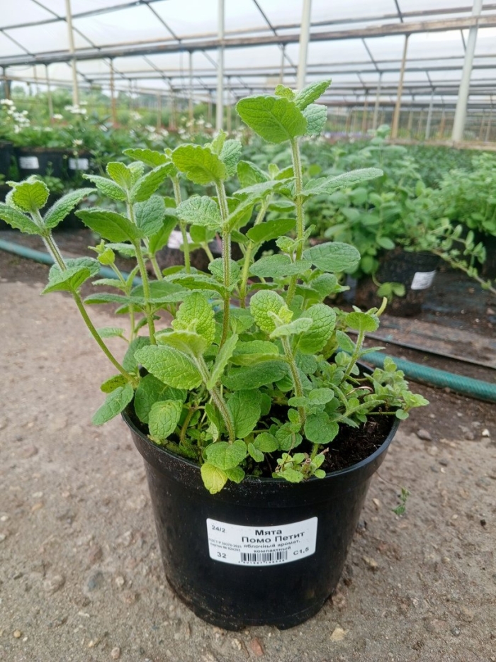 Мята лайм сорт