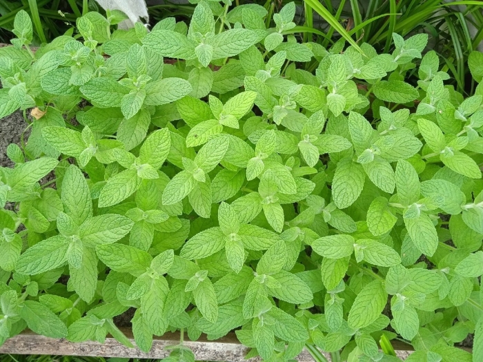 Мята оксамитовая