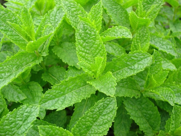 Mentha spicata мята колосистая