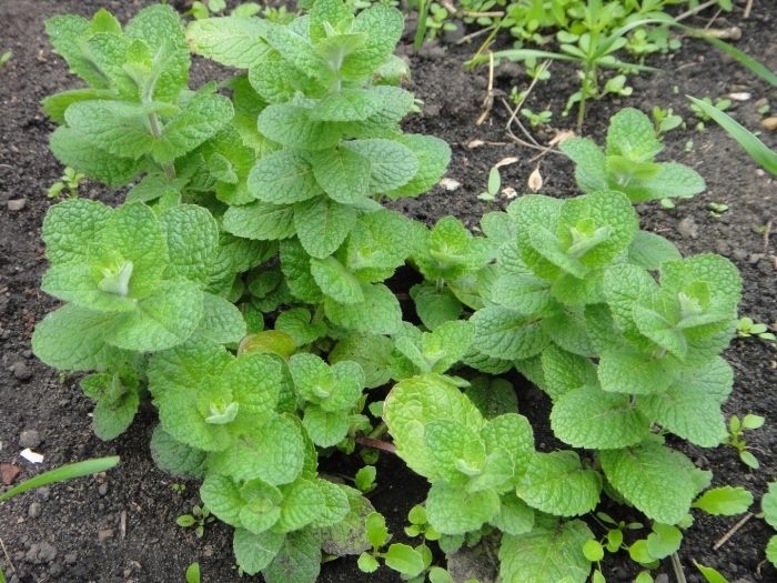 Мята круглолистная яблочная