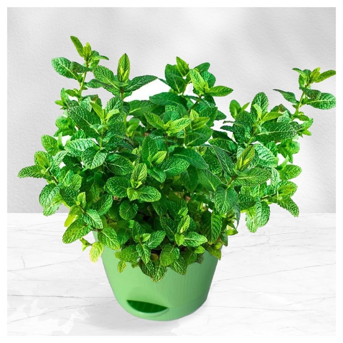 Мята перечная в горшке