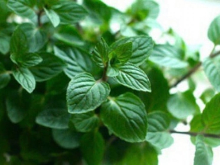 Мята базиликовая