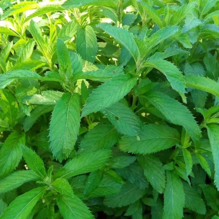 Колосистая мята