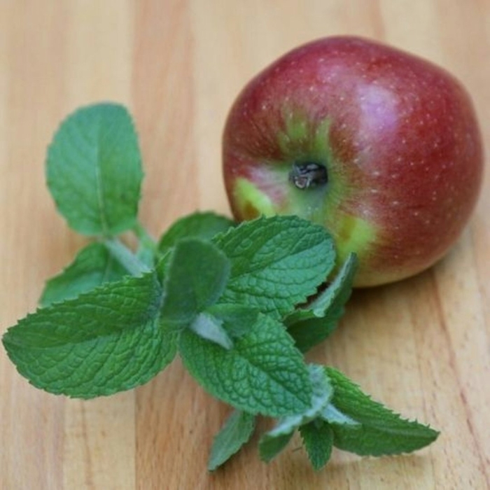 Мята яблочная (apple mint)