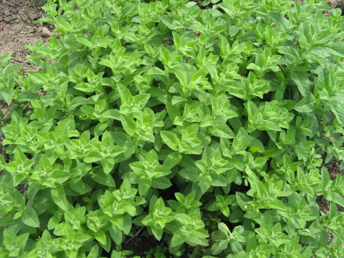 Мята душистая (mentha