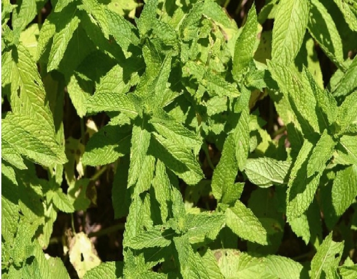 Мята orangenminze