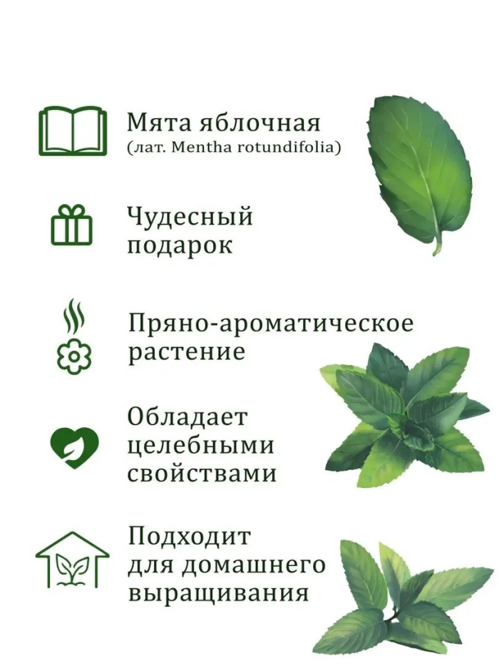 Мята перечная лист