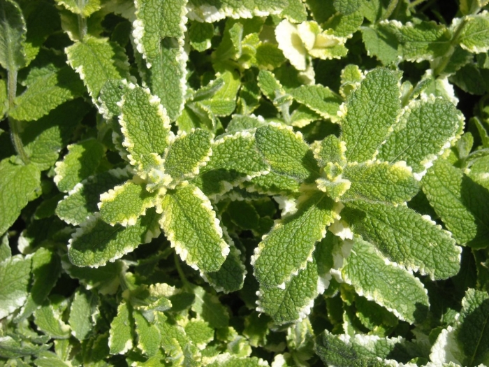 Мята душистая вариегата