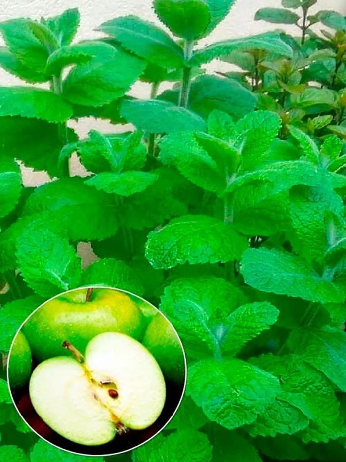 Мята круглолистная яблочная