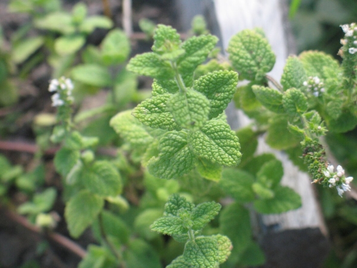 Мята круглолистная ананасминце