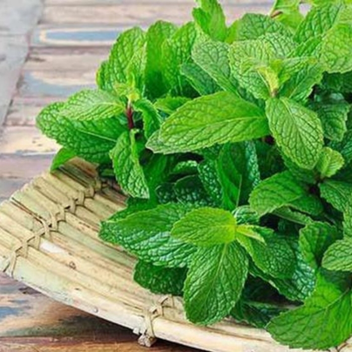 Мята ментоловая