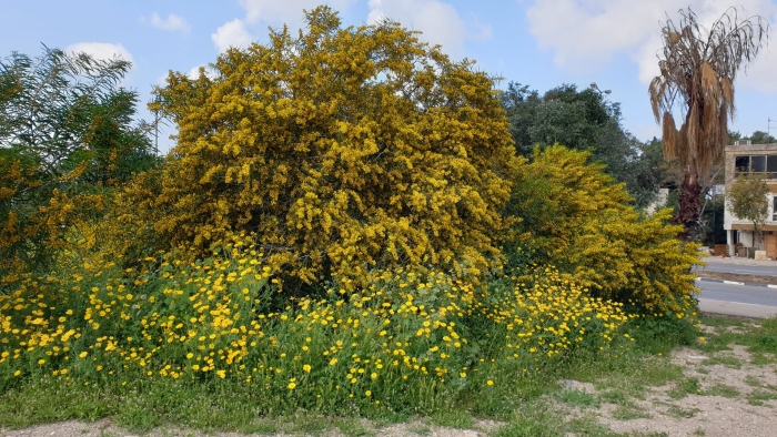 Acacia saligna