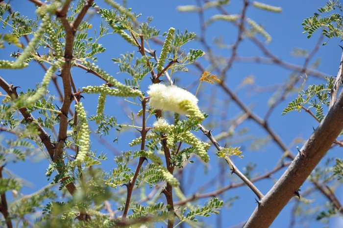 Акация растение