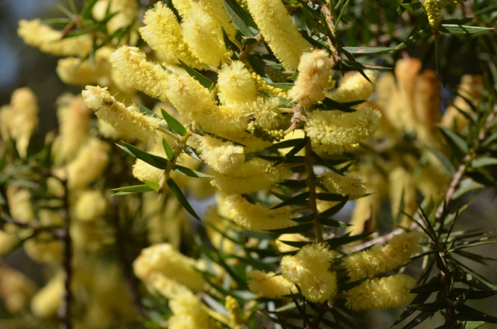 Панская акация