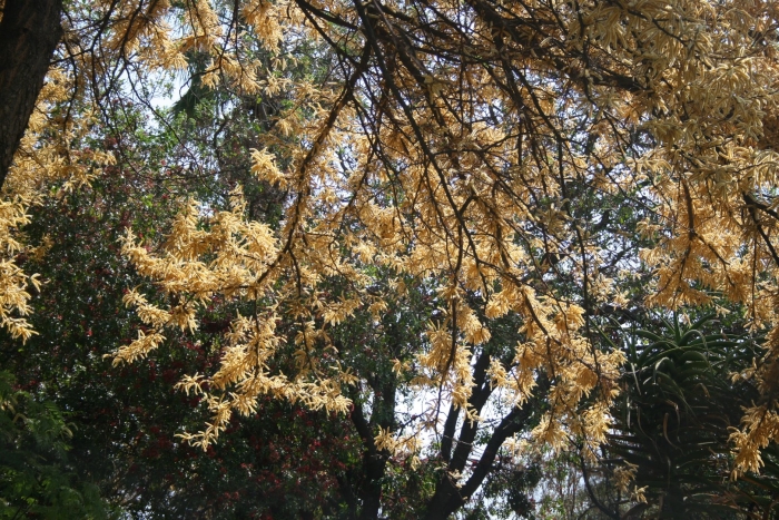 Acacia galpinii