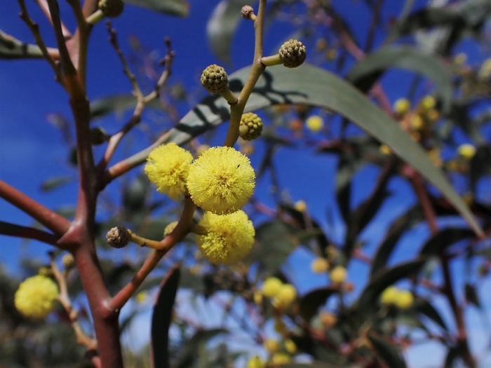 Acacia pycnantha
