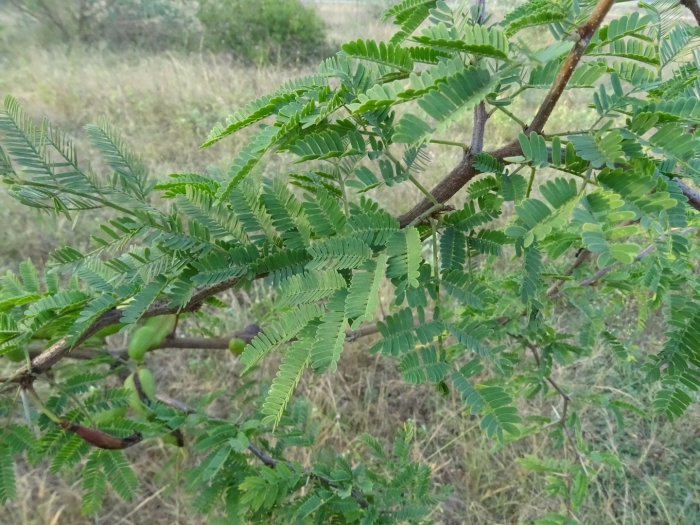 Акация в саванне