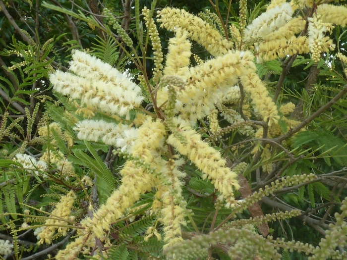 Acacia caffra